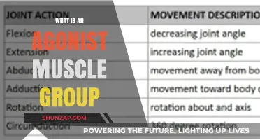 Understanding Agonist Muscles: Key Roles in Movement and Strength Training