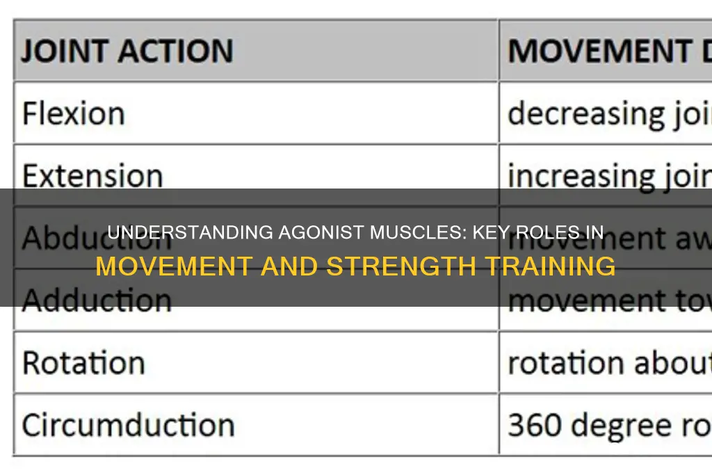 what is an agonist muscle group