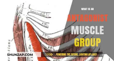 Understanding Antagonist Muscle Groups: Roles, Functions, and Importance