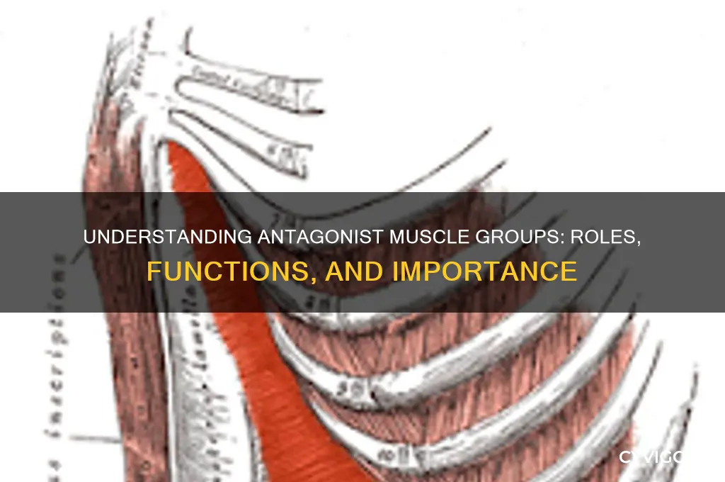 what is an antagonist muscle group