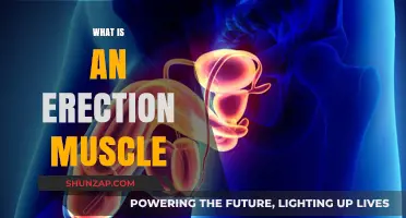 How Erection Muscles Work: A Guide