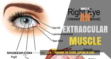 Extraocular Muscles: Superhuman Eye Control
