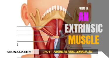 Understanding Extrinsic Muscles: External Powerhouses of the Body