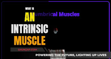Understanding Intrinsic Muscles: Definition and Functionality