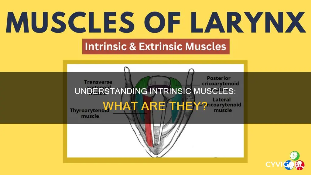 what is an intrisnic muscle