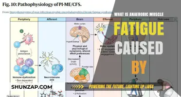 Understanding Anaerobic Muscle Fatigue: Causes and Contributing Factors