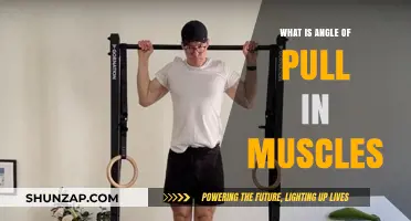 Understanding the Angle of Pull: How Muscles Generate Force and Movement