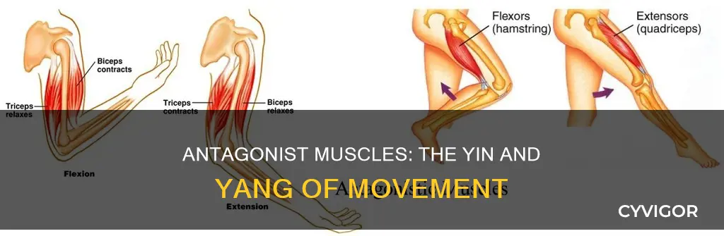 what is antagonist muscle action