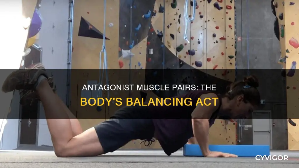 what is antagonist muscle pairs