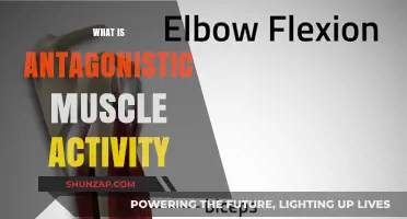 Antagonistic Muscles: Balancing Your Body's Movement