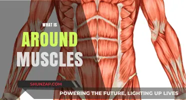 The Muscles' Environment: What's Around Them?