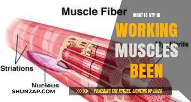 Understanding ATP's Role in Energy Production for Working Muscles
