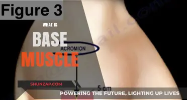Building a Solid Foundation: Understanding Base Muscles