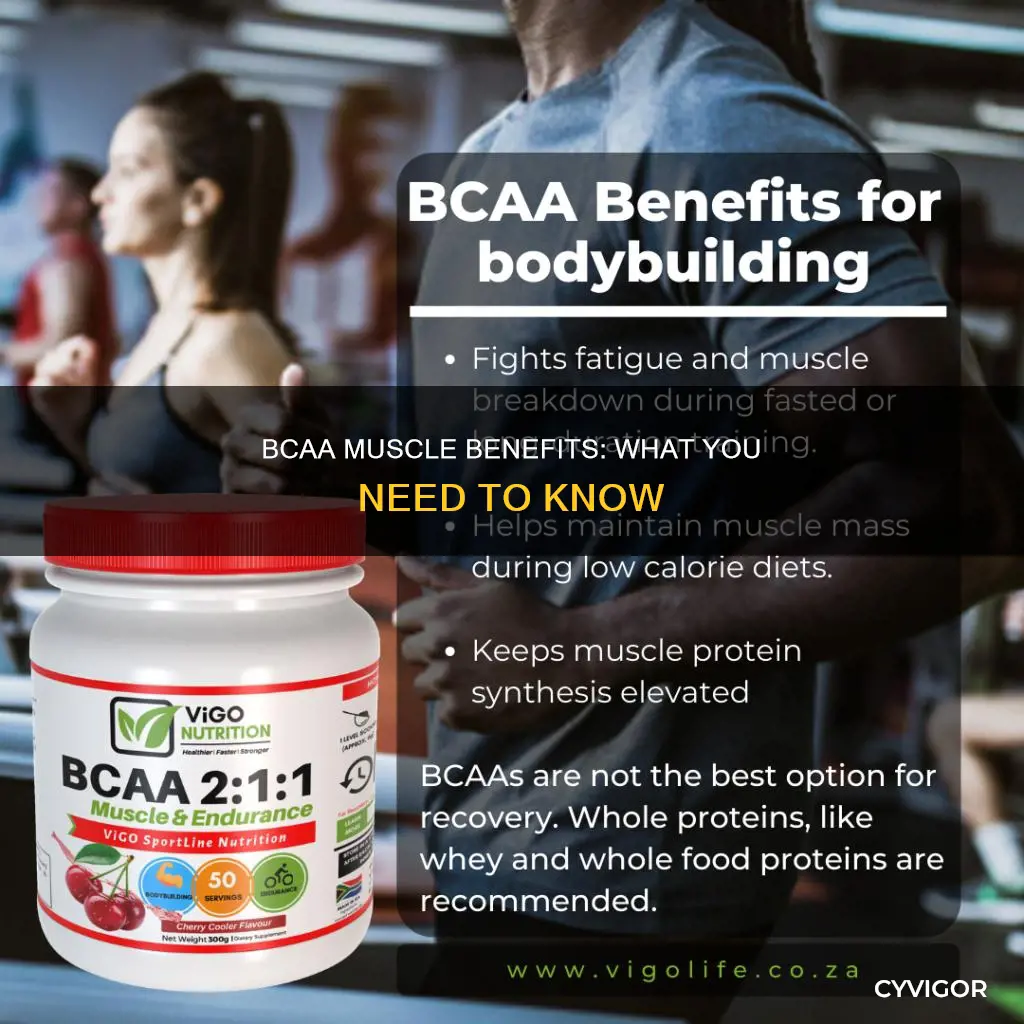 what is bcaa for muscle