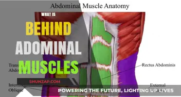 Unlocking the Secrets Behind Abdominal Muscles