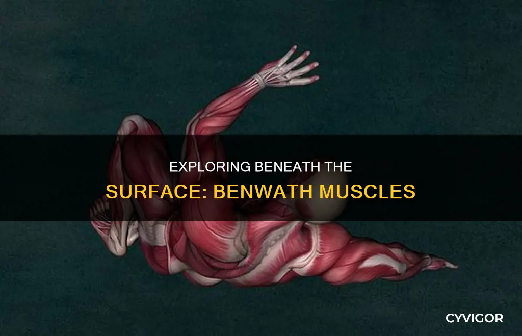 what is benwath muscles
