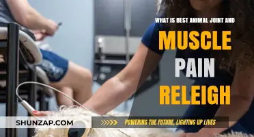 Effective Animal Joint and Muscle Pain Relief Solutions in Raleigh