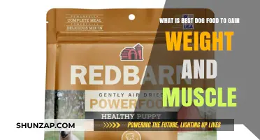 Top Muscle-Building Dog Foods for Healthy Weight Gain