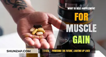 Top Muscle-Building Supplements for Optimal Gain and Recovery