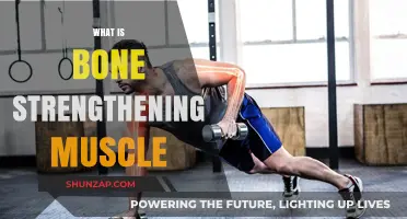Bone-Strengthening Muscles: The Foundation of Movement