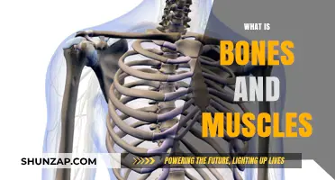 The Skeletal and Muscular Systems: Our Body's Framework