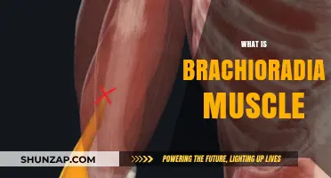Brachioradialis Muscle: What, Where and Why?
