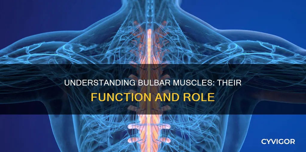 what is bulbar muscle