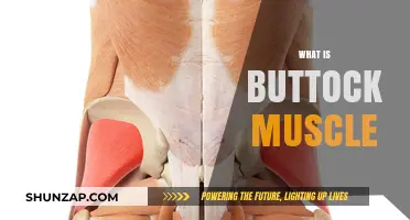 Gluteal Guide: Buttock Muscles Explained