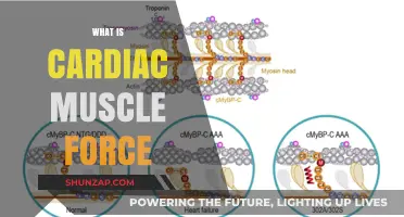 How Strong is Your Heart Muscle?