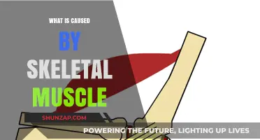 Skeletal Muscle Functions: Causes, Effects, and Movement Explained