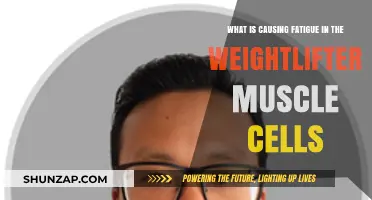 Unraveling Muscle Cell Fatigue in Weightlifters: Causes and Solutions