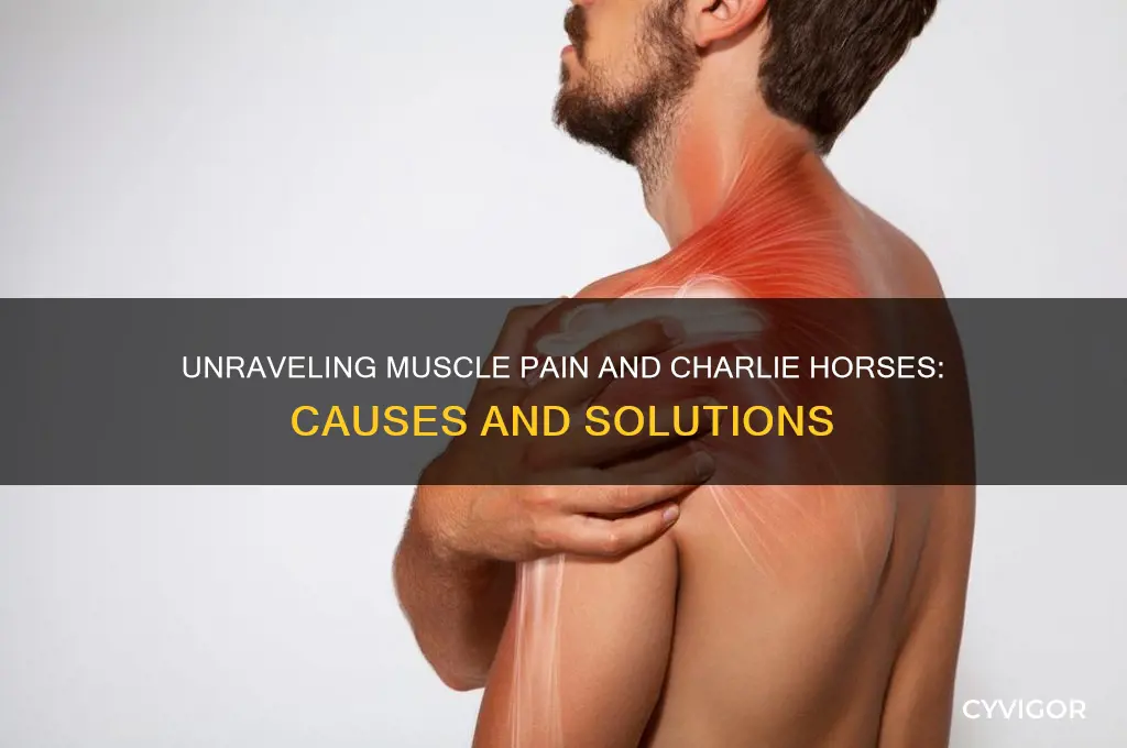 what is causing my muscle pain and charlie horses