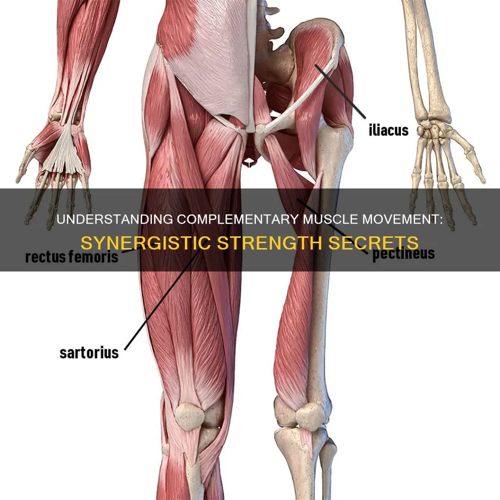 what is complementary muscle movement