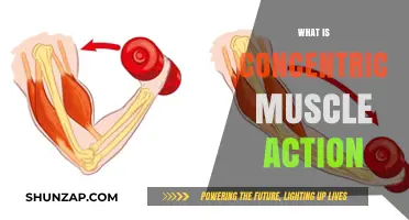 Concentric Muscle Action: The Ultimate Guide