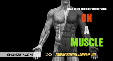 Understanding Positive Muscle Work: Definition, Benefits, and Examples