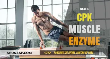Understanding CPK Muscle Enzyme Levels: What You Need to Know