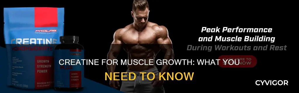 what is creatine for muscle