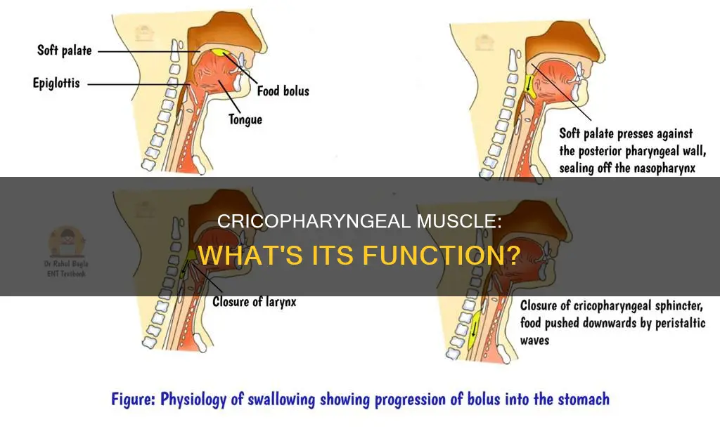 what is cricopharyngeus muscle