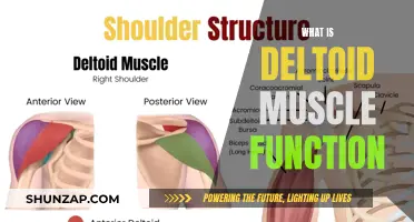 Deltoid Muscle Function: Understanding Its Role and Importance