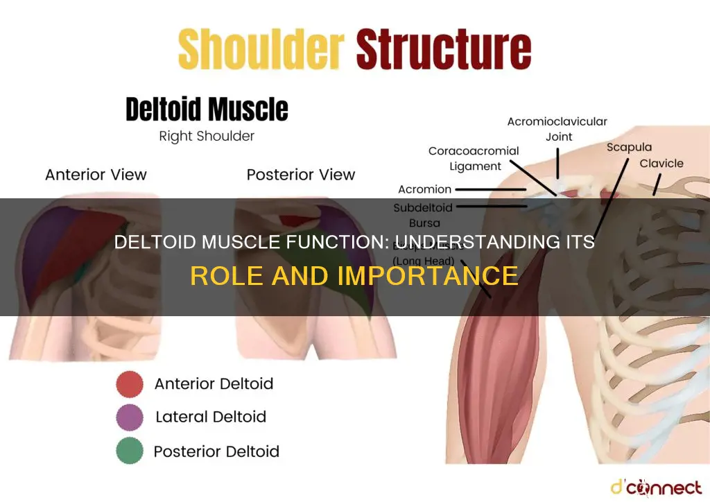 what is deltoid muscle function