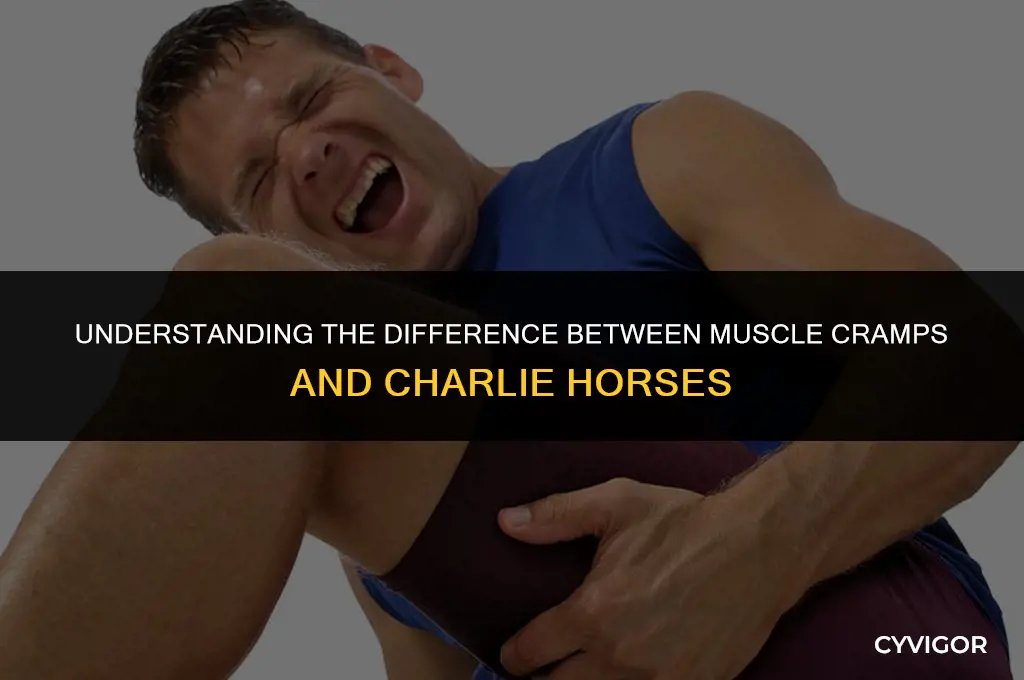 what is difference between muscle cramps and charlie horses