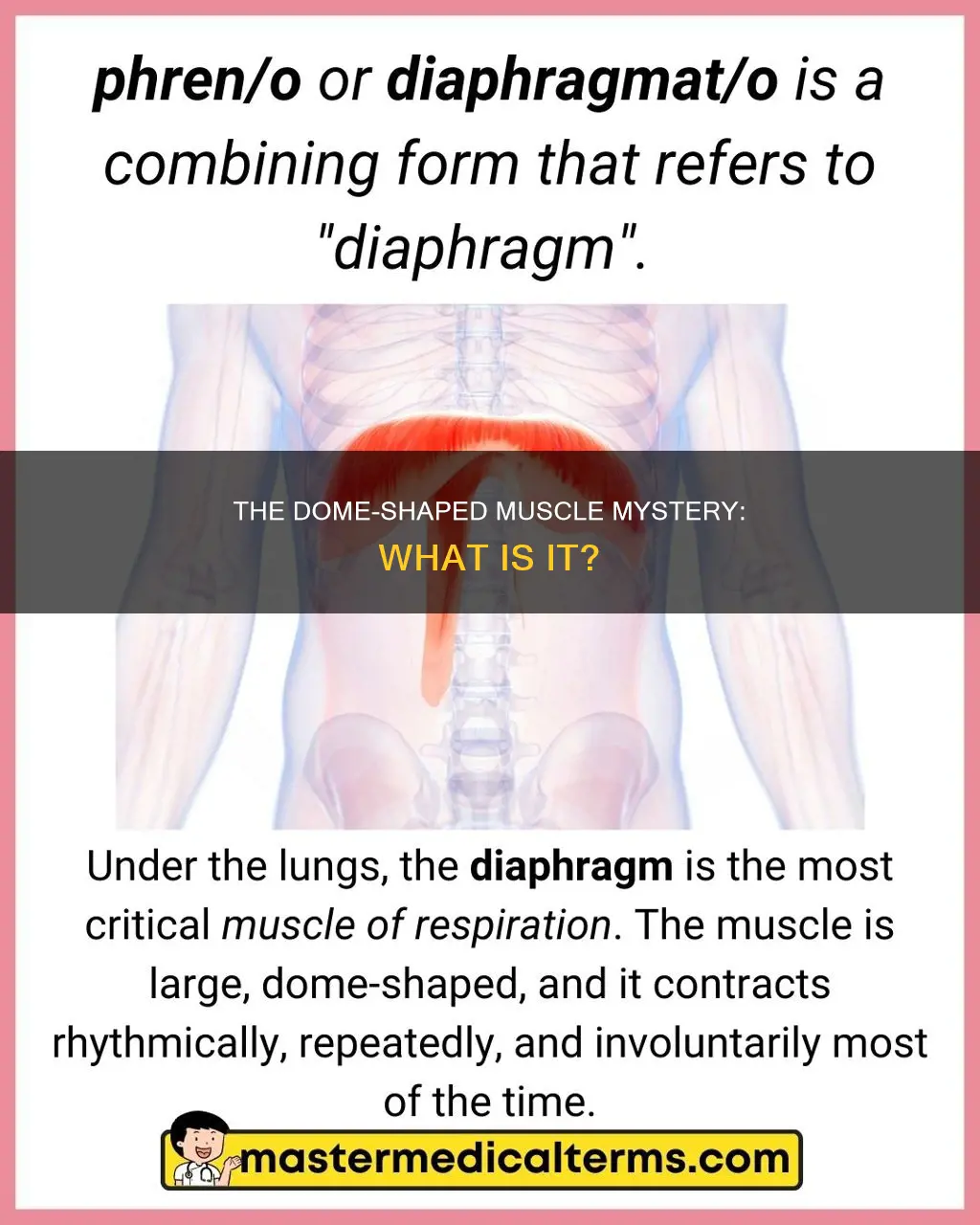 what is dome shaped muscle