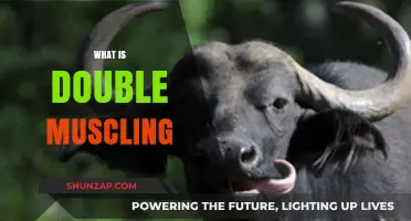 How Double Muscling Works in Livestock Genetics
