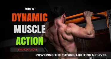 Understanding Dynamic Muscle Action in Sports Performance