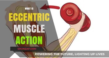 Understanding Eccentric Muscle Action and Its Benefits