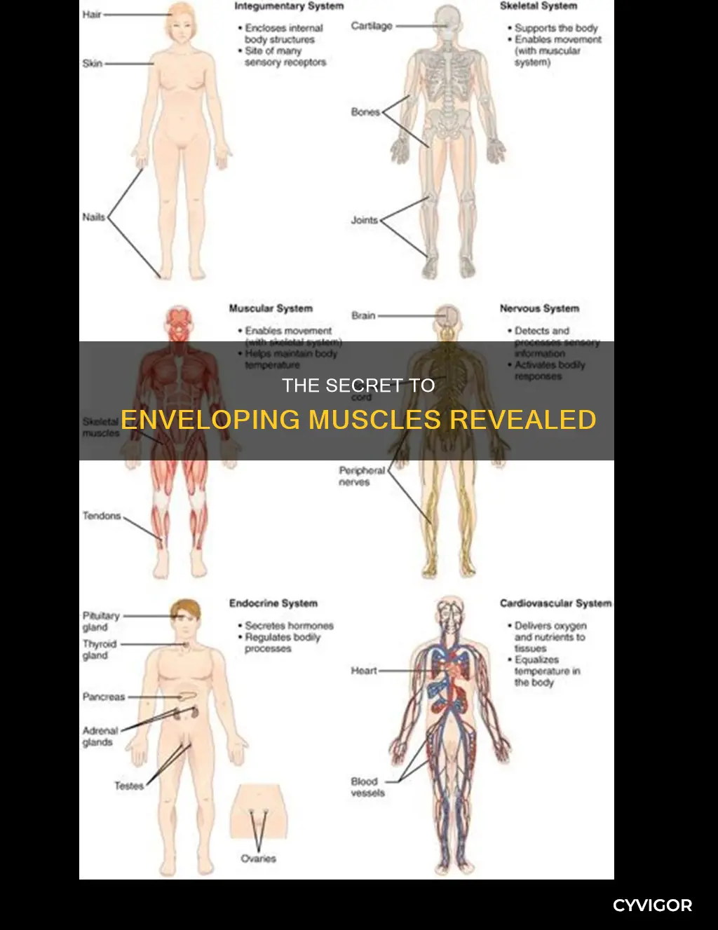 what is enveloping muscles