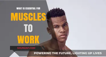 Fuel, Flex, and Function: Essential Elements for Muscle Performance