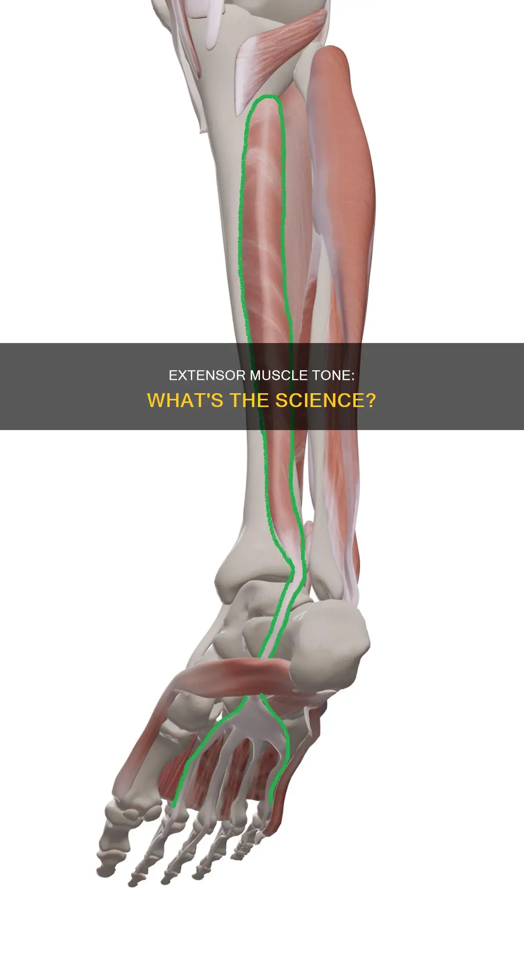 what is extensor muscle tone