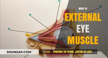 The External Eye Muscle: What You Need to Know
