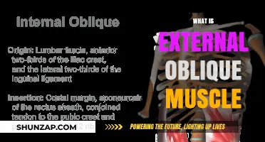 Unlocking the External Oblique Muscle Mystery